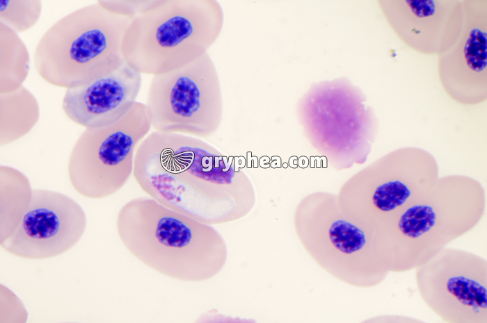 Hémogrégarine (Haemogregarina sp.) - Erythrocyte du sang de batracien x400  - gryphea.org